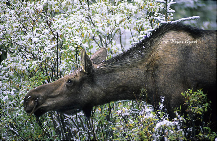 Browsing Cow Moose 111 by Dr. Wayne Lynch &copy;